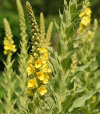 Divizna sápovitá - Verbascum phlomoides - semena - 0,1 g