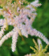 Čechrava Peaches and Cream - Astilbe - cibuloviny - 1 ks