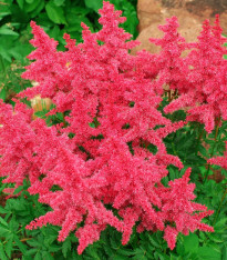 Čechrava Koblenz - Astilbe - cibuloviny - 1 ks