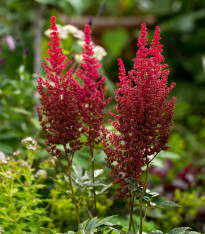 Čechrava Else Schluck - Astilbe - cibuloviny - 1 ks