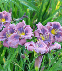 Denivka Blue Sea - Hemerocallis - cibuloviny - 1 ks