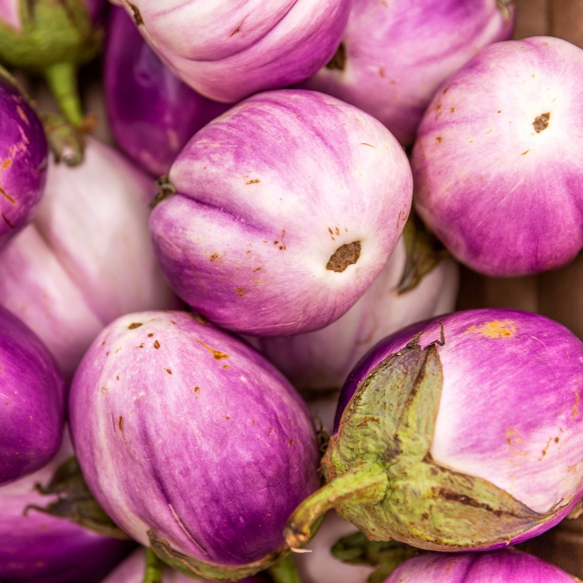 BIO Lilek Rosa Bianca - Solanum melongena - bio semena - 20 ks