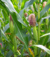 BIO Kukuřice pukancová Cinema - Zea mays - bio semena - 15 ks