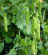 BIO Hrách cukrový Golden Sweet - Pisum sativum - bio semena - 35 ks