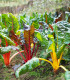 BIO Mangold duhový - Beta vulgaris - bio semena - 45 ks