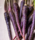 BIO Mrkev fialová Lila Lu SG - Daucus carota - bio semena - 200 ks