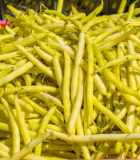 Fazole keříčková Sonesta - Phaseolus vulgaris - semena - 20 ks