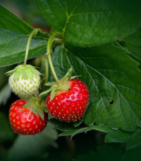 Jahodník Honeyo - Fragaria ananassa - prostokořenné sazenice - 5 ks
