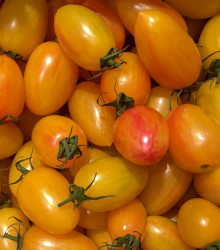 Semena rajčete – Rajče Artisan Blush Tiger – Solanum lycopersicum