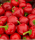 BIO Paprika Babybell červená - Capsicum annuum - bio semena - 10 ks
