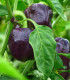 BIO Paprika Babybell chocolate - Capsicum annuum - bio semena - 10 ks