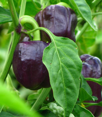 BIO Paprika Babybell chocolate - Capsicum annuum - bio semena - 10 ks