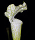 Špirlice bělolistá bílá - Sarracenia leucophylla - semena - 10 ks
