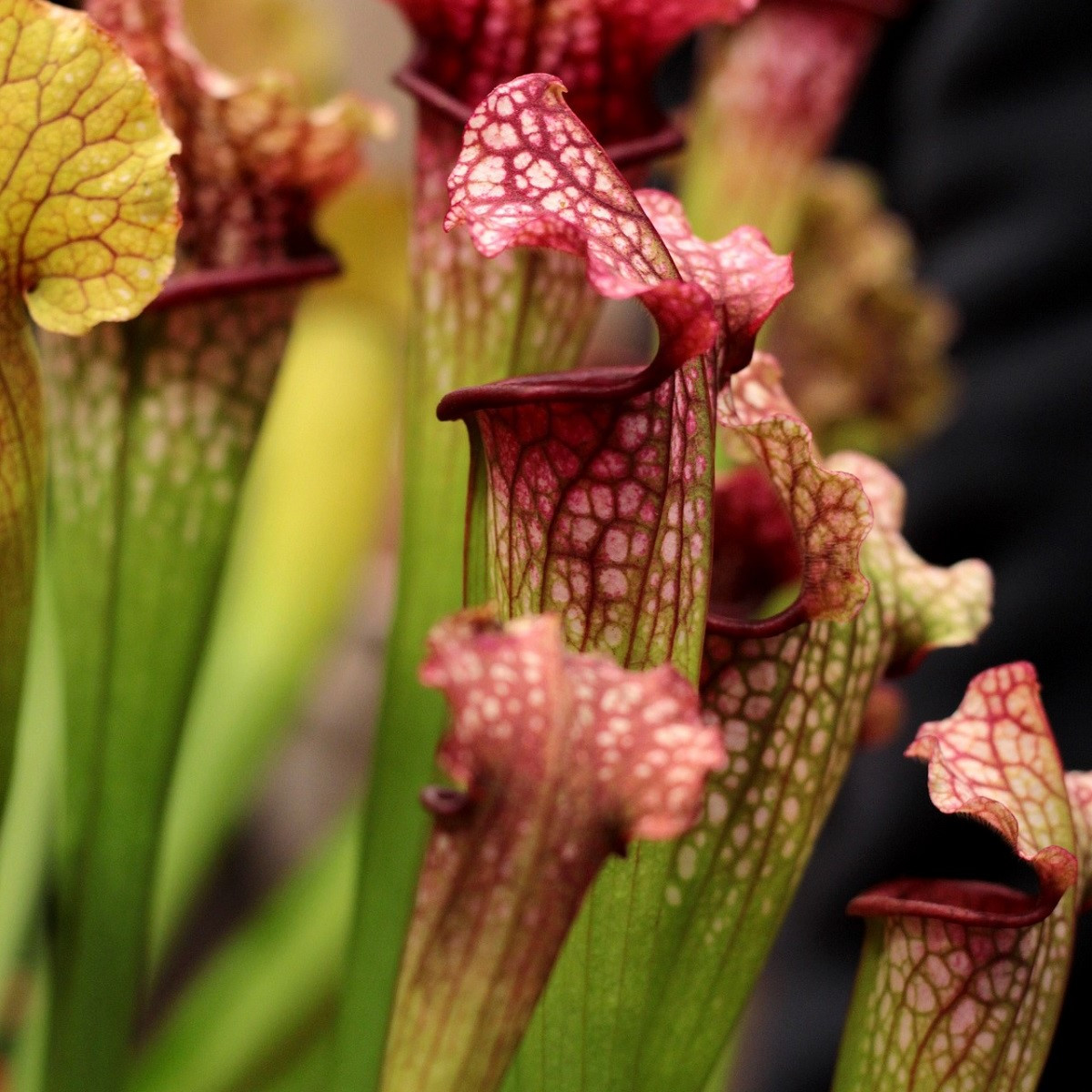 Špirlice mix - Sarracenia - semena - 10 ks