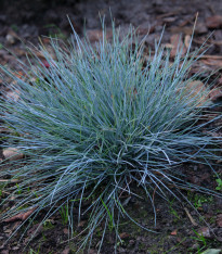 Kostřava Walliská Buddy Blue - Festuca valesiaca - semena - 20 ks