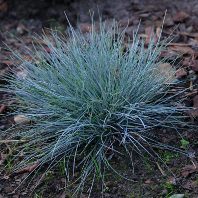 Kostřava Walliská Buddy Blue - Festuca valesiaca - semena - 20 ks