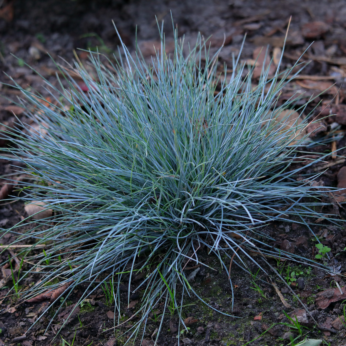 Kostřava Walliská Buddy Blue - Festuca valesiaca - semena - 20 ks