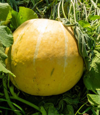 Tykev Gele Reuzen - Cucurbita maxima - semena - 5 ks