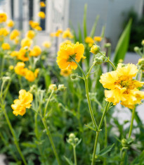 Kuklík Goldball - Geum chiloense - semena - 20 ks