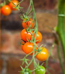 Rajče Yoney F1 - Solanum lycopersicum - semena - 6 ks