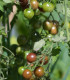 BIO Rajče tyčkové cherry Brown Berry - Solanum lycopersicum - bio semena - 7 ks