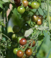 BIO Rajče tyčkové cherry Brown Berry - Solanum lycopersicum - bio semena - 7 ks