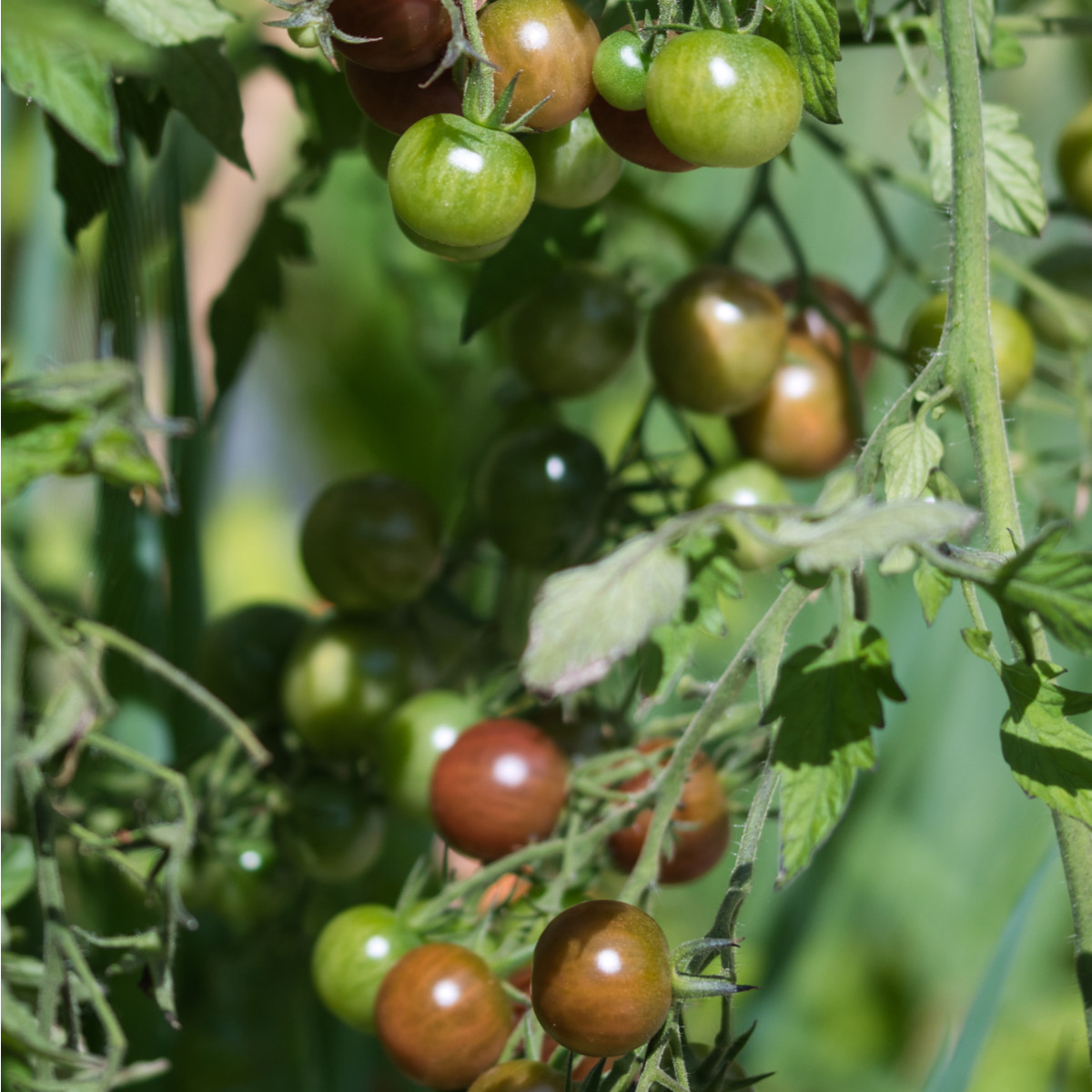 BIO Rajče tyčkové cherry Brown Berry - Solanum lycopersicum - bio semena - 7 ks