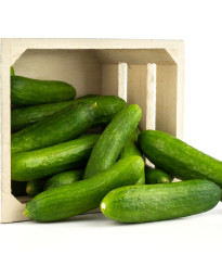 BIO Okurka Picolino F1 - Cucumis sativus - bio semena - 4 ks