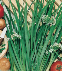 BIO Pažitka Polyfit - Allium - bio semena - 0,5 g