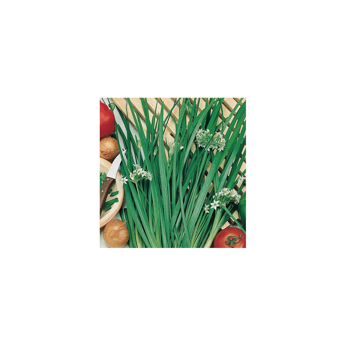 BIO Pažitka Polyfit - Allium - bio semena - 0,5 g