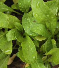 BIO rukola Roma - Eruca sativa - bio semena - 0,1 g
