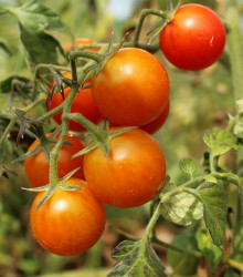 BIO Rajče koktejlové Primavera - Solanum lycopersicum - bio semena - 7 ks