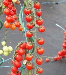 Rajče Curranto F1 - Solanum lycopersicum - semena - 10 ks