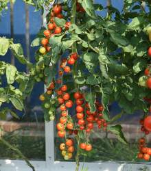 Rajče Charmant F1 - Solanum lycopersicum - semena - 10 ks