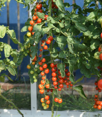 Rajče Charmant F1 - Solanum lycopersicum - semena - 10 ks