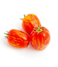 Rajče Artisan Pink Tiger - Solanum lycopersicum - semena - 5 ks
