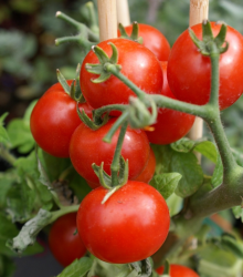 Semena rajčete – Rajče balkónové Balkonstar – Solanum lycopersicum