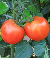 BIO Rajče Serrat F1 - Solanum lycopersicum - bio semena - 5 ks