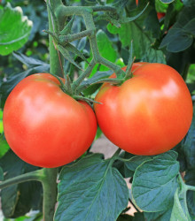 BIO Rajče Serrat F1 - Solanum lycopersicum - bio semena - 5 ks