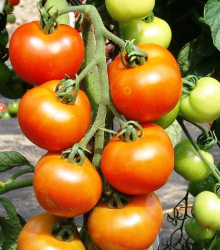 Rajče Orkado F1 - Solanum lycopersicum - semena - 0,1 g