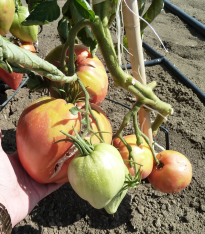 Rajče Býčí srdce Herodes - Solanum lycopersicum - semena - 15 ks