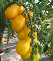 Rajče Perun - Solanum lycopersicum - semena - 100 ks