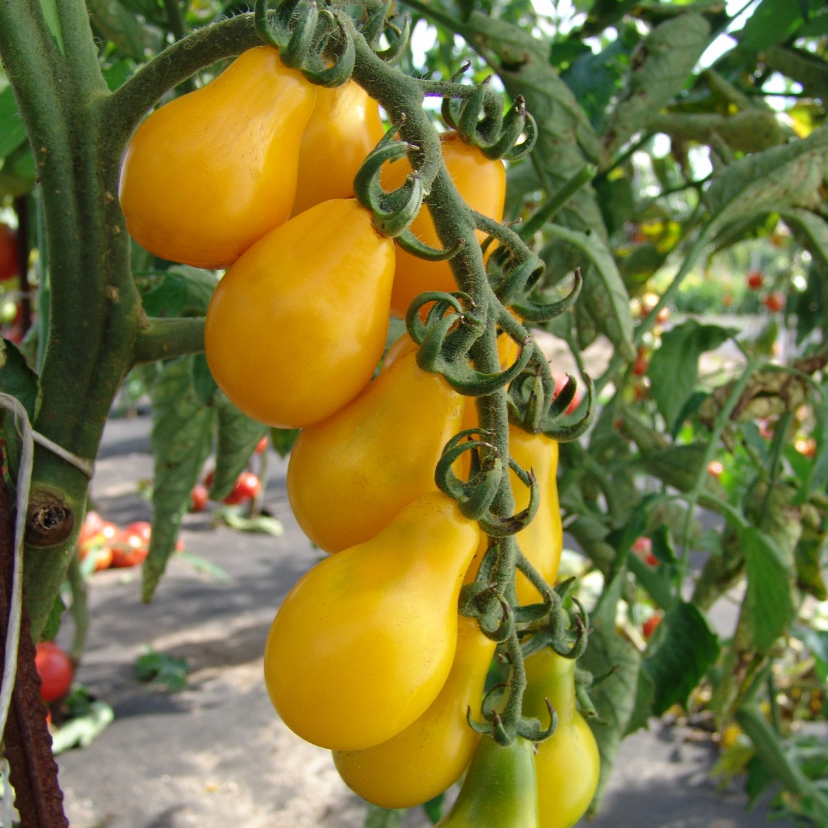 Semena rajčete – Rajče Perun – Solanum lycopersicum