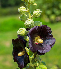 Topolovka černá - Alcea nigra - sazenice topolovky - 1 ks