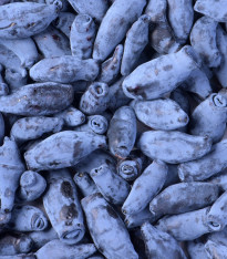 Borůvka kamčatská sibiřská - Lonicera kamtschatica - sazenice - 1 ks