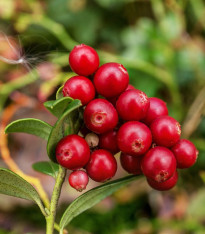 Brusinka červená - Klikva - Vaccinium oxycoccus - sazenice - 1 ks