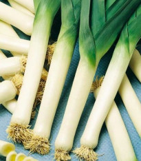 Pór Genita - Allium porrum - semena - 1,5 g