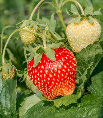 Jahodník Senga - Fragaria ananassa - prostokořenné sazenice - 3 ks