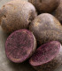 Sadbové brambory Blaue St. Galler - Solanum tuberosum - brambory - 5 ks