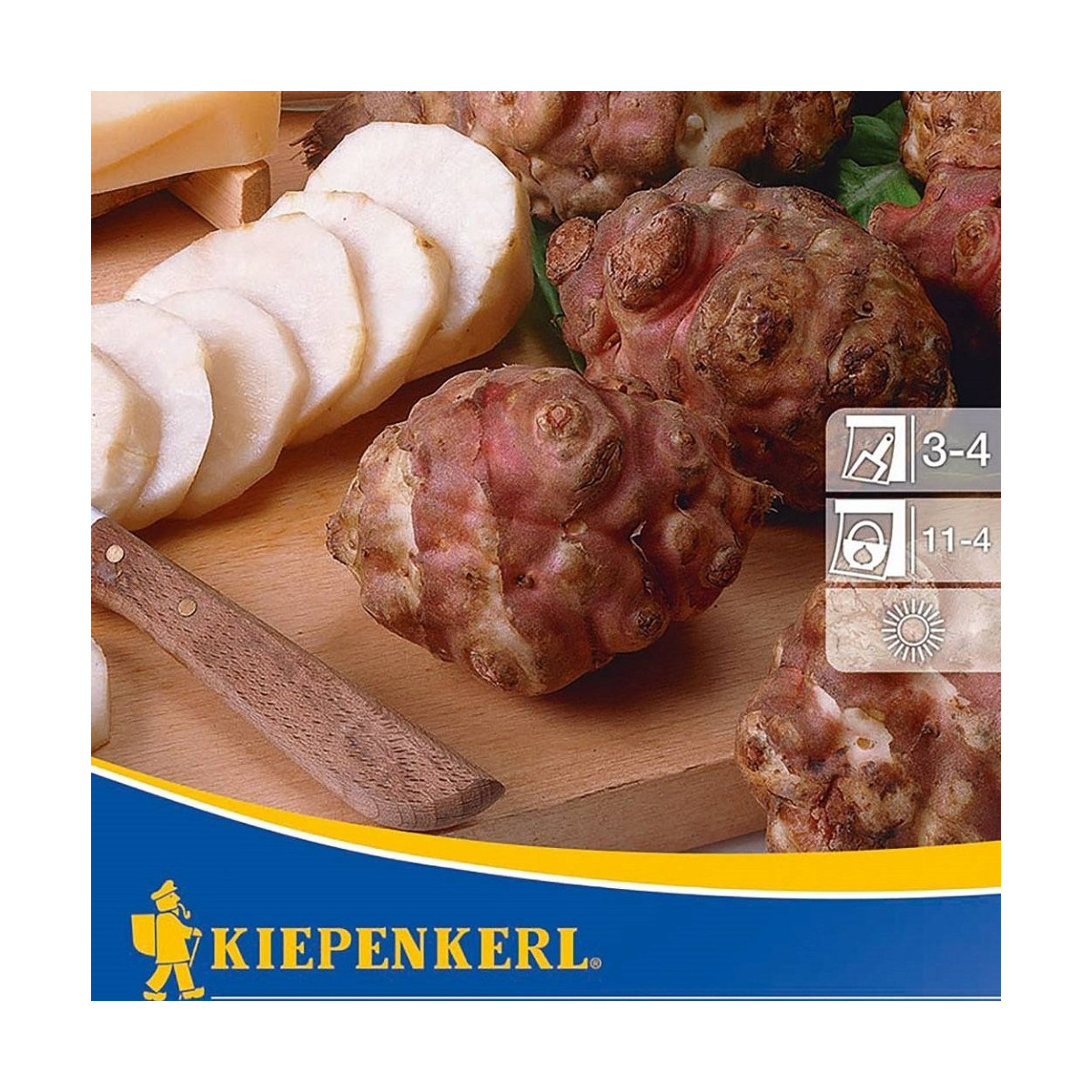 Topinambur červený Violet de rennes - Helianthus tuberosus - Kiepenkerl - 1 ks